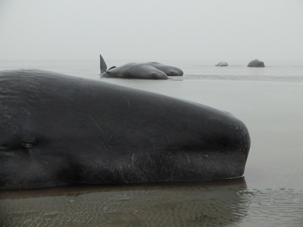 Pottwale im Wattenmeer